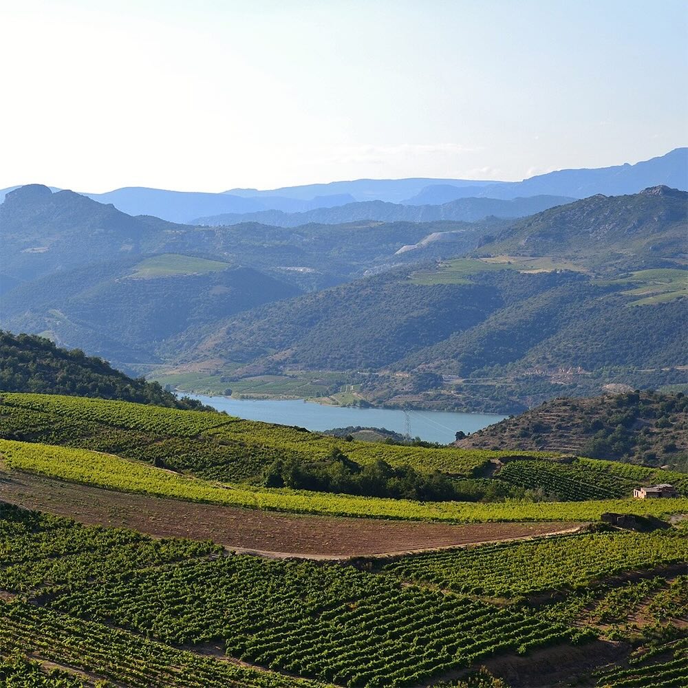Vignes